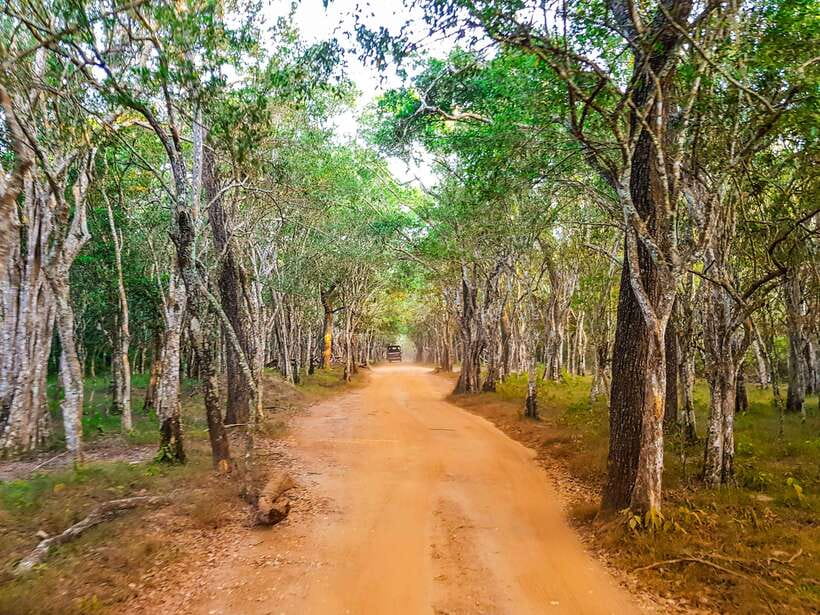 Wilpattu National Park: Private Safari - The driver makes or breaks the ride