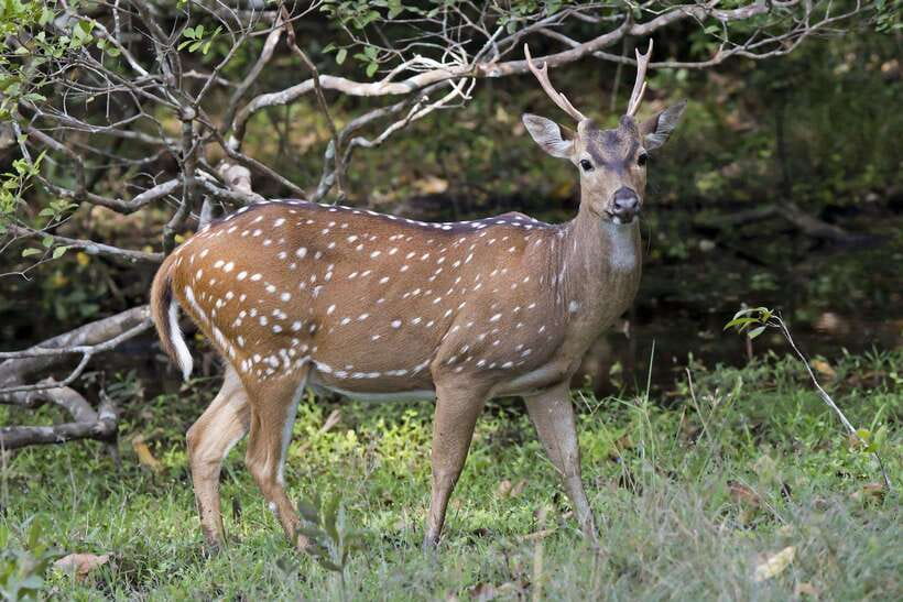 Wilpattu National Park: Private Safari - What the $35 price really covers