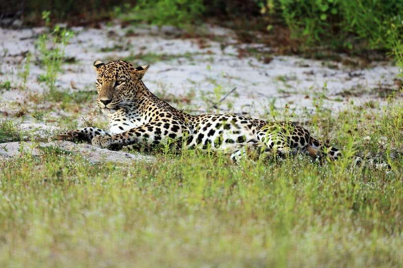 Wilpattu National Park: Private Safari - Who will enjoy this Wilpattu safari most