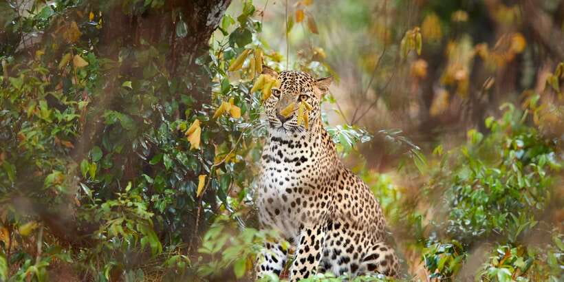 Wilpattu National Park Safari Tour from Colombo - Key points to know before booking