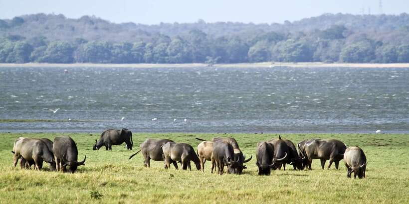 Wilpattu National Park Safari Tour from Colombo - Booking advice and cancellation flexibility