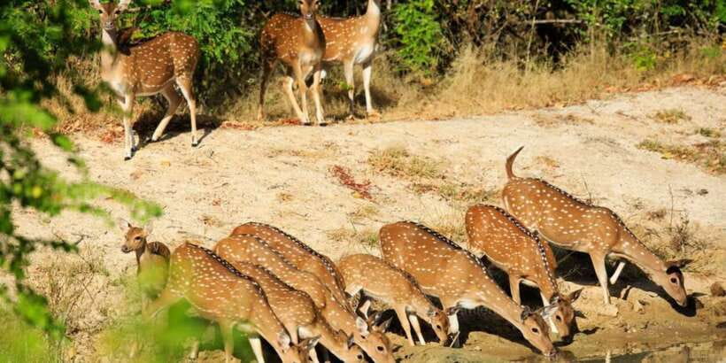 Wilpattu National Park Safari Tour from Colombo - Why Wilpattu is worth the long ride