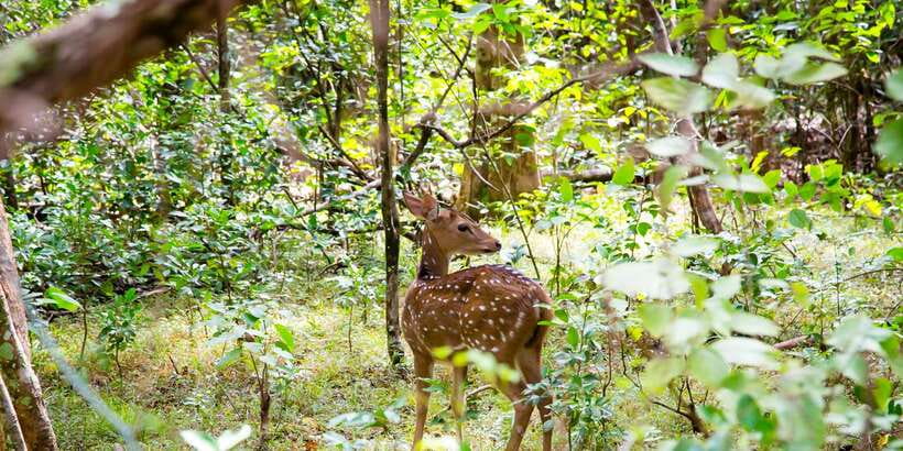 Wilpattu National Park Safari Tour from Colombo - Is $105 good value?