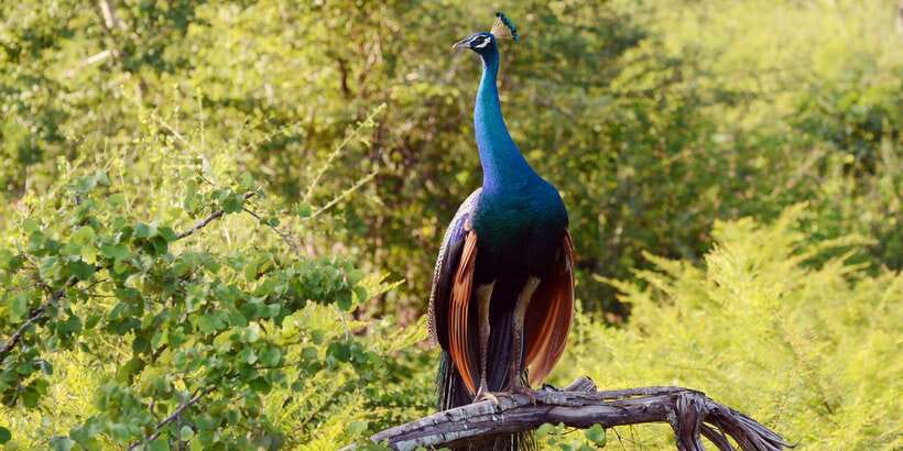 Wilpattu National Park Safari Tour from Colombo - The early road from Colombo
