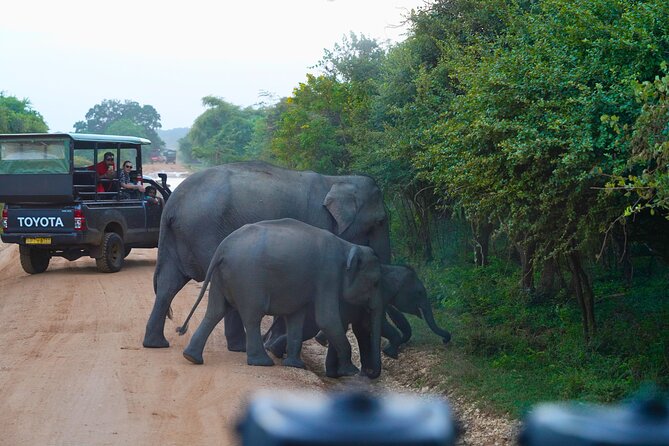Yala 4h Jeep Safari: Guided Wildlife Experience (All Inclusive) - Why Yala is worth the long ride from Bentota