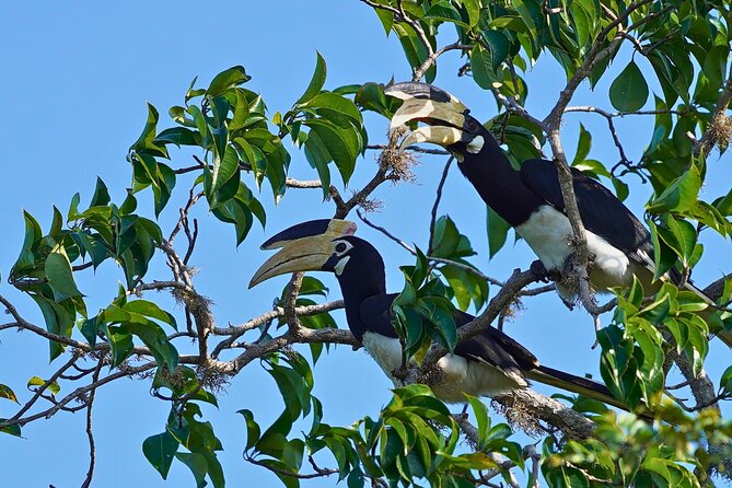 Yala 4h Jeep Safari: Guided Wildlife Experience (All Inclusive) - Four hours inside Yala National Park