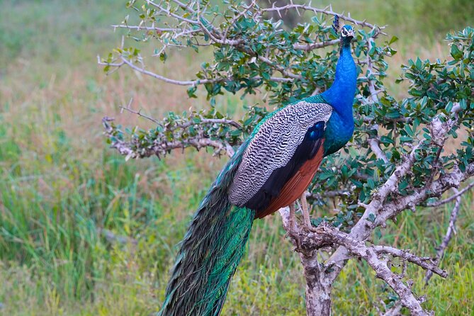 Yala 4h Jeep Safari: Guided Wildlife Experience (All Inclusive) - What the $172 price really covers