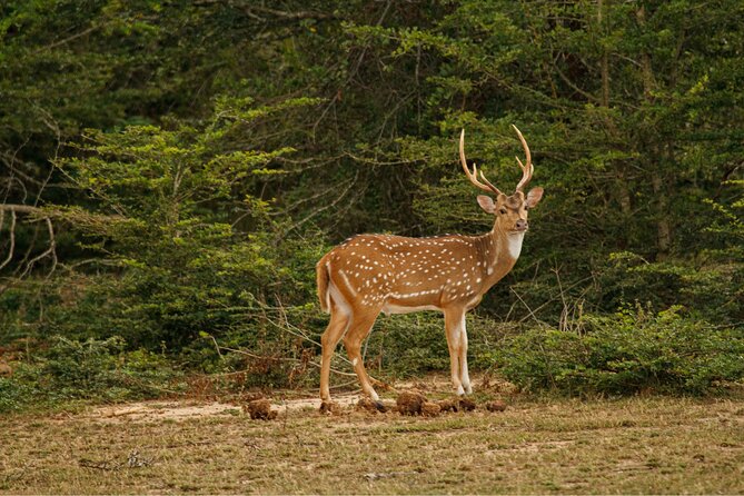 Yala 4h Jeep Safari: Guided Wildlife Experience (All Inclusive) - Who will enjoy this Yala safari most