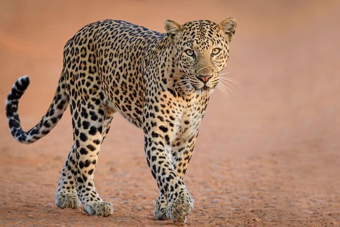 Yala and Udawalawa Safari Tour From Hambantota port - Key points at a glance