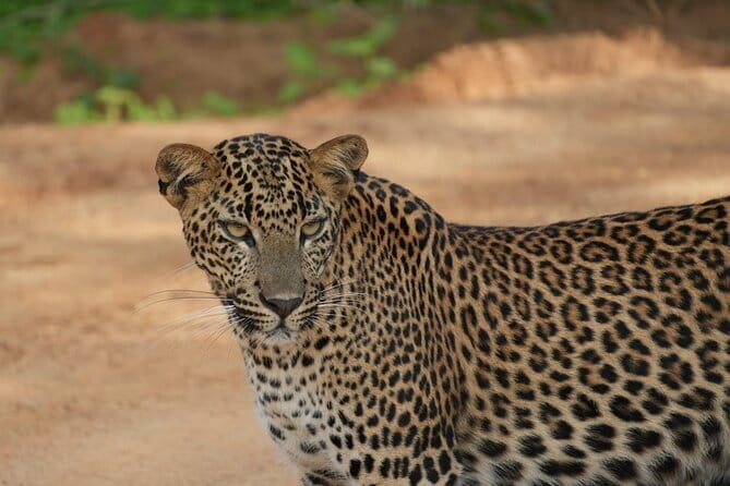 Yala and Udawalawa Safari Tour From Hambantota port - A 4WD ride into Yala National Park