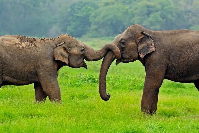 Yala and Udawalawa Safari Tour From Hambantota port - What the six-hour itinerary really includes