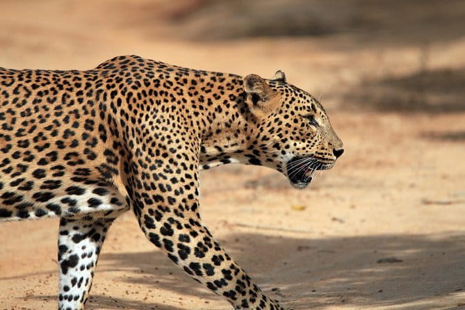 Yala and Udawalawa Safari Tour From Hambantota port - Who should book this safari