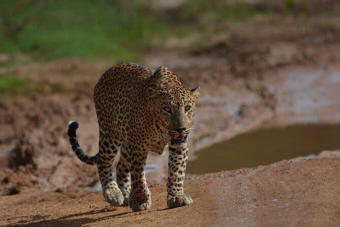 Yala Best Extended Half Day Safari By Ceylon Leopard Safari - Key points to know before booking