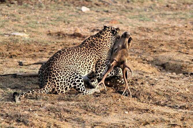 Yala Best Extended Half Day Safari By Ceylon Leopard Safari - What you may see beyond the leopard