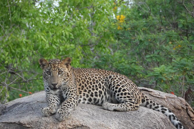 Yala Best Extended Half Day Safari By Ceylon Leopard Safari - Water, optics, and photographs