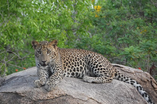 Yala Best Extended Half Day Safari By Ceylon Leopard Safari - Is $35 good value?