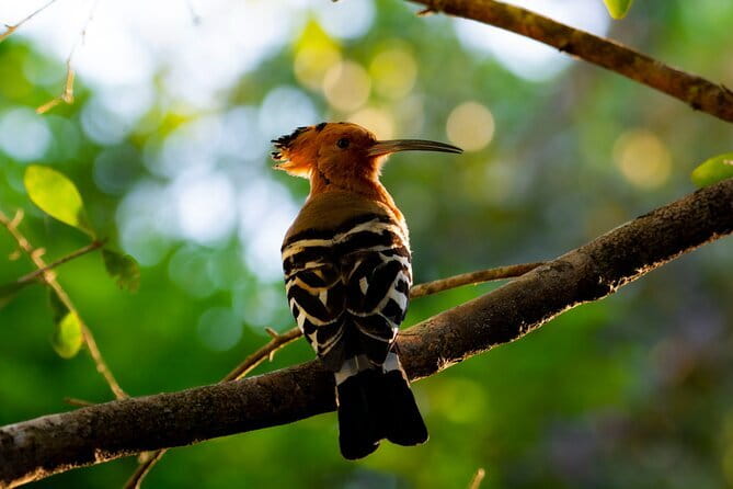 Yala Best Extended Half Day Safari By Ceylon Leopard Safari - Who should book this Yala safari?