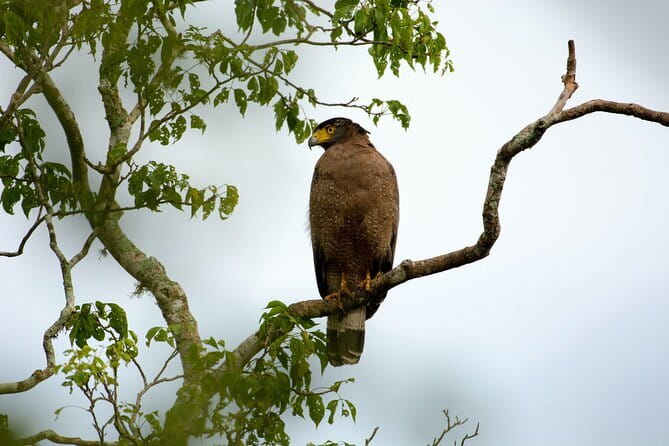 Yala Best Extended Half Day Safari By Ceylon Leopard Safari - Entering Yala with a private jeep