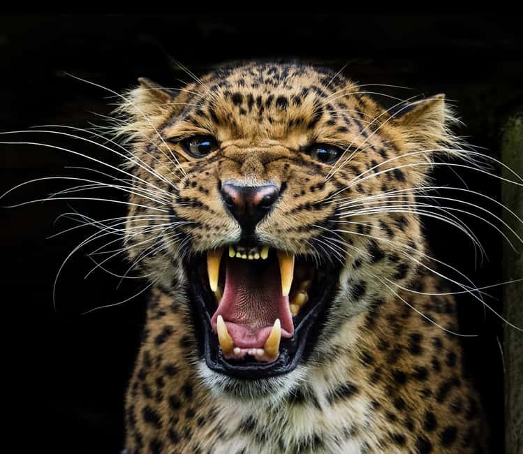 YALA BLOCK 5 & 6 (Weheragala & Lunugamwehera) Safari Tour - What the four-hour park visit feels like