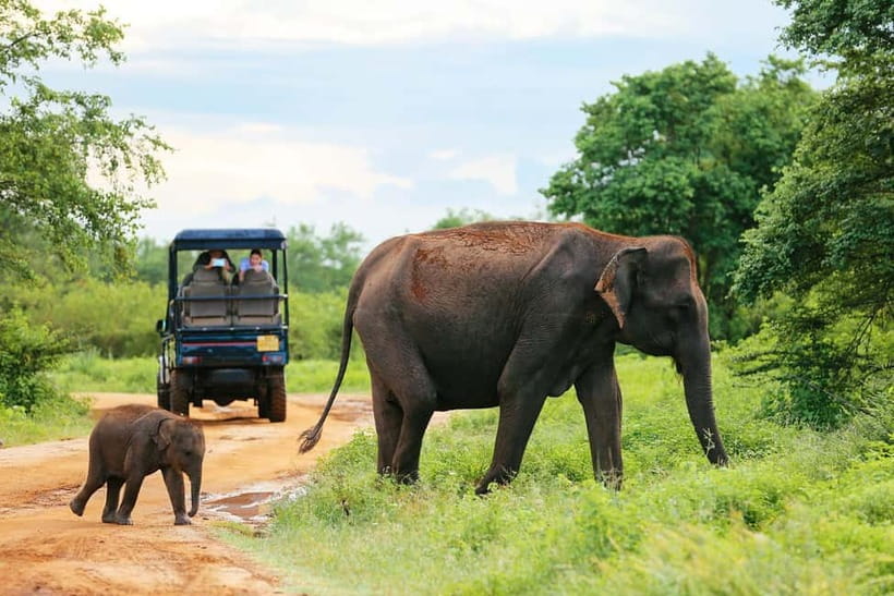 YALA BLOCK 5 & 6 (Weheragala & Lunugamwehera) Safari Tour - Leopards, elephants, and the animals you may see
