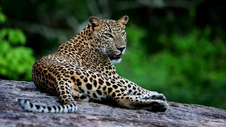 YALA BLOCK 5 & 6 (Weheragala & Lunugamwehera) Safari Tour - Your pickup and the drive into the park