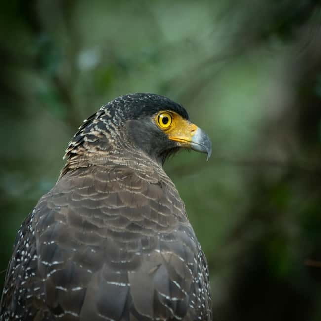 YALA BLOCK 5 & 6 (Weheragala & Lunugamwehera) Safari Tours - Key points before you book
