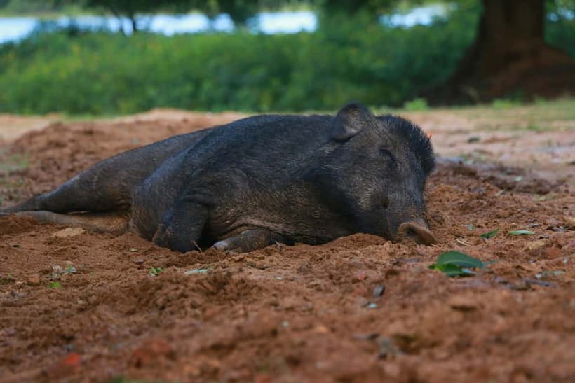 YALA BLOCK 5 & 6 (Weheragala & Lunugamwehera) Safari Tours - Practical booking advice before you go