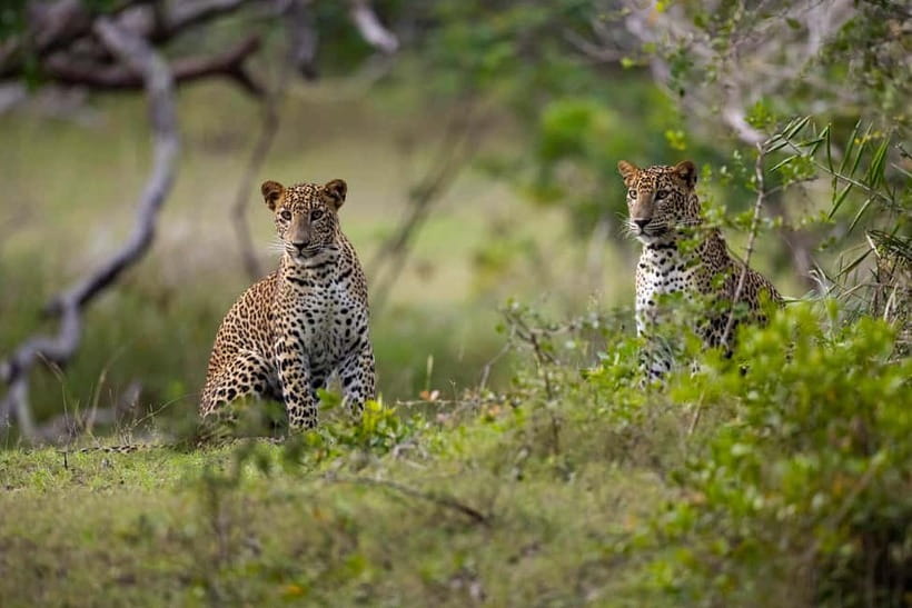 YALA BLOCK 5 & 6 (Weheragala & Lunugamwehera) Safari Tours - Why choose Yala Blocks 5 and 6?