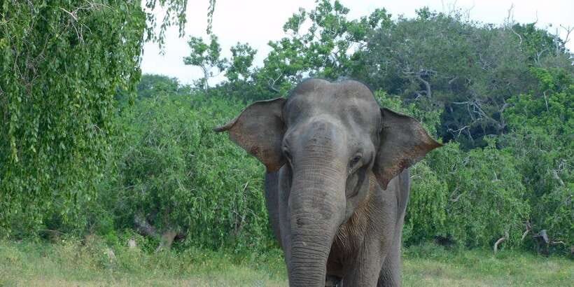 YALA BLOCK 5 & 6 (Weheragala & Lunugamwehera) Safari Tours - What you might see in the park