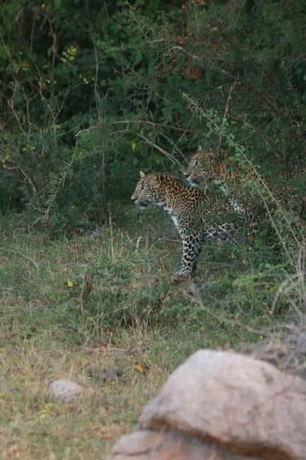 YALA BLOCK 5 & 6 (Weheragala & Lunugamwehera) Safari Tours - The price: attractive at first, higher after admission