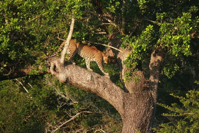 YALA BLOCK 5 & 6 (Weheragala & Lunugamwehera) Safari Tours - Choosing between an afternoon and a full-day safari