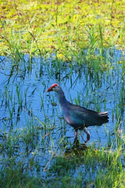 YALA BLOCK 5 & 6 (Weheragala & Lunugamwehera) Safari Tours - What makes this a good private safari
