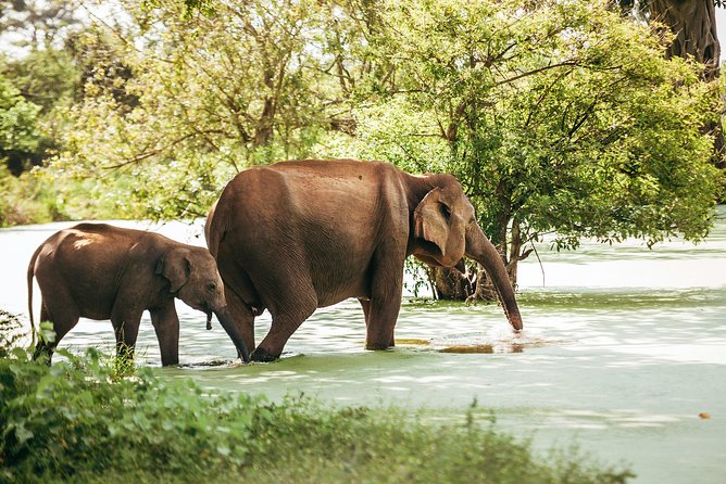 Yala Full day Leopard Safari Tour with Picnic Lunch - The $60 price and what it really covers