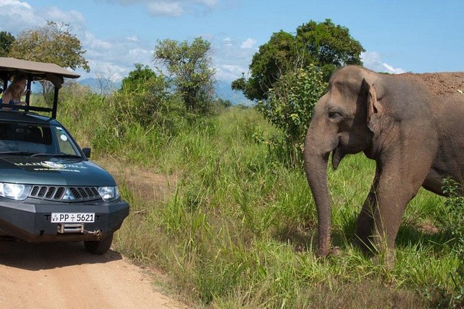 Yala Full day Leopard Safari Tour with Picnic Lunch - Should you book the Yala full-day safari?