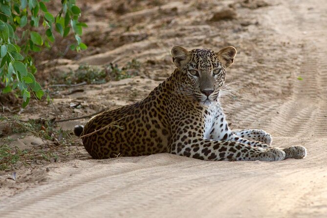 Yala Full Day Safari from Hambantota Port Shore Excursion - Reading Yala’s coastal scrub and dry forest