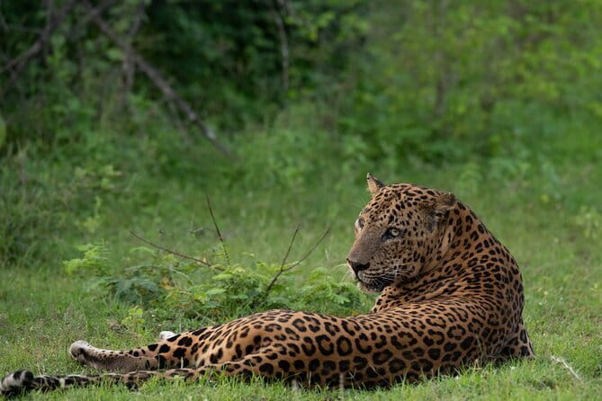 Yala Mk Safari Tour & Taxi Service - Yala’s golden hours and the hunt for a leopard