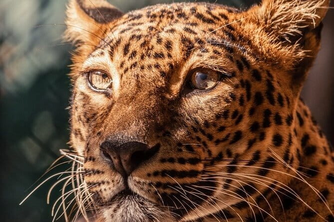 Yala Mk Safari Tour & Taxi Service - Choosing between two hours, seven hours, and a full day
