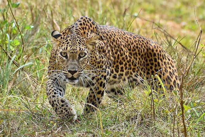 Yala Mk Safari Tour & Taxi Service - Animal sightings, from elephants to birds