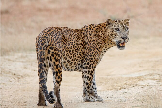 Yala Mk Safari Tour & Taxi Service - What is included, and where the price needs checking