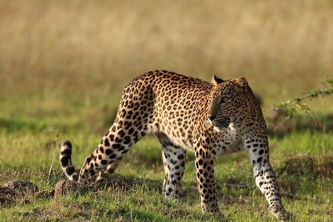 Yala Mk Safari Tour & Taxi Service - A private vehicle changes the pace