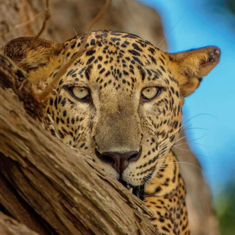 Yala National Park: 7 hour & 12 hour Leopard Safari Tours - Key points to know before you book