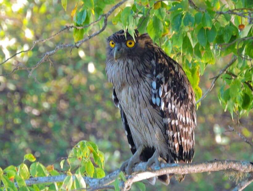 Yala National Park: 7 hour & 12 hour Leopard Safari Tours - Who should book this Yala experience?