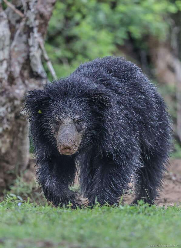 Yala National Park: 7 hour & 12 hour Leopard Safari Tours - Leopards are the prize, but not the whole safari