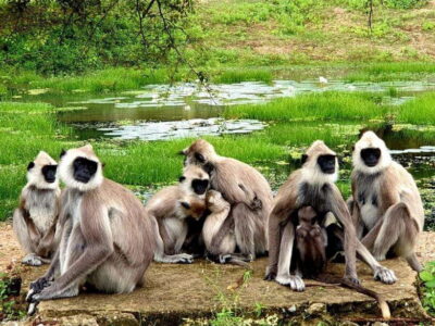 7 hour & 12 hour Leopard Safari Tours