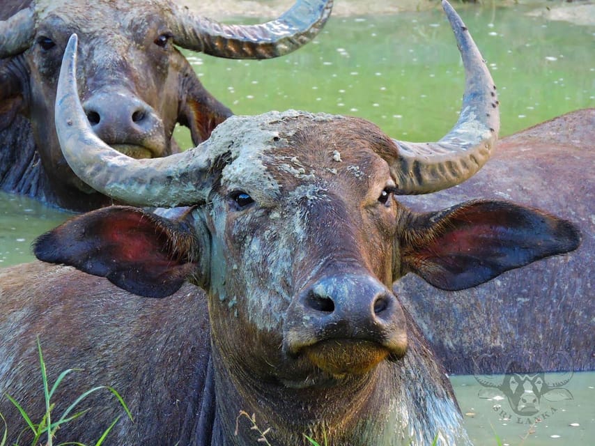Yala National Park: 7 hour & 12 hour Leopard Safari Tours - Choosing seven hours or twelve