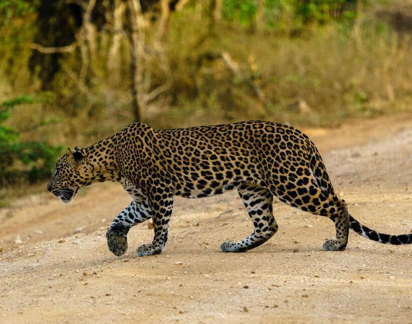 Yala National Park: 7 hour & 12 hour Leopard Safari Tours - What the guides add to the day