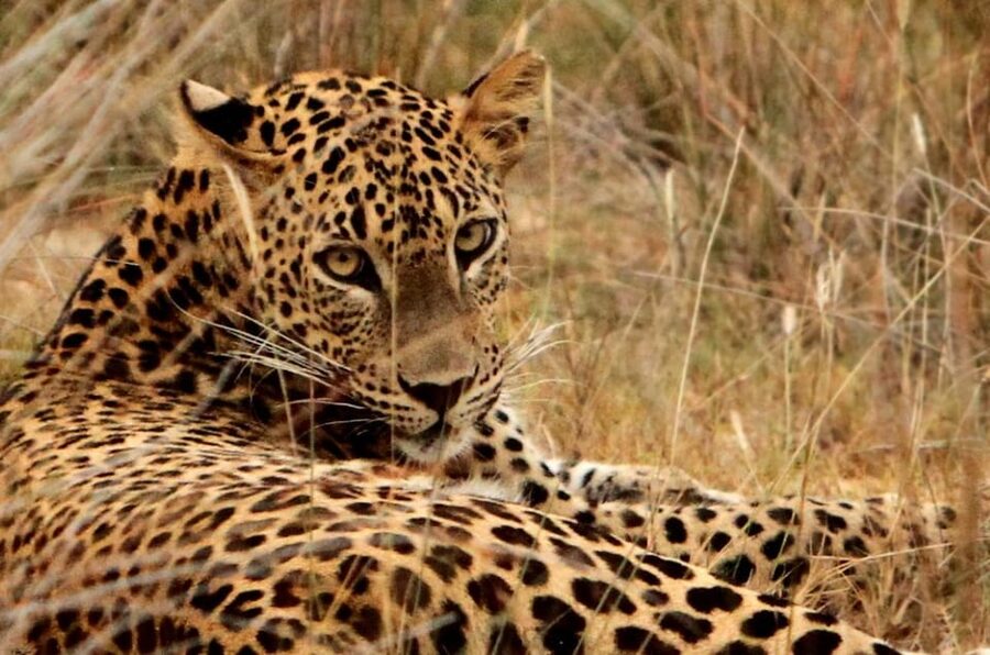 Yala National Park: 7 hours or 12 hours Leopard Wild Safari - Small details that make the day easier