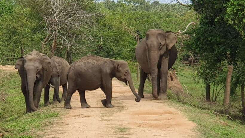 Yala National Park: 7 hours or 12 hours Leopard Wild Safari - Why Yala is all about the leopard
