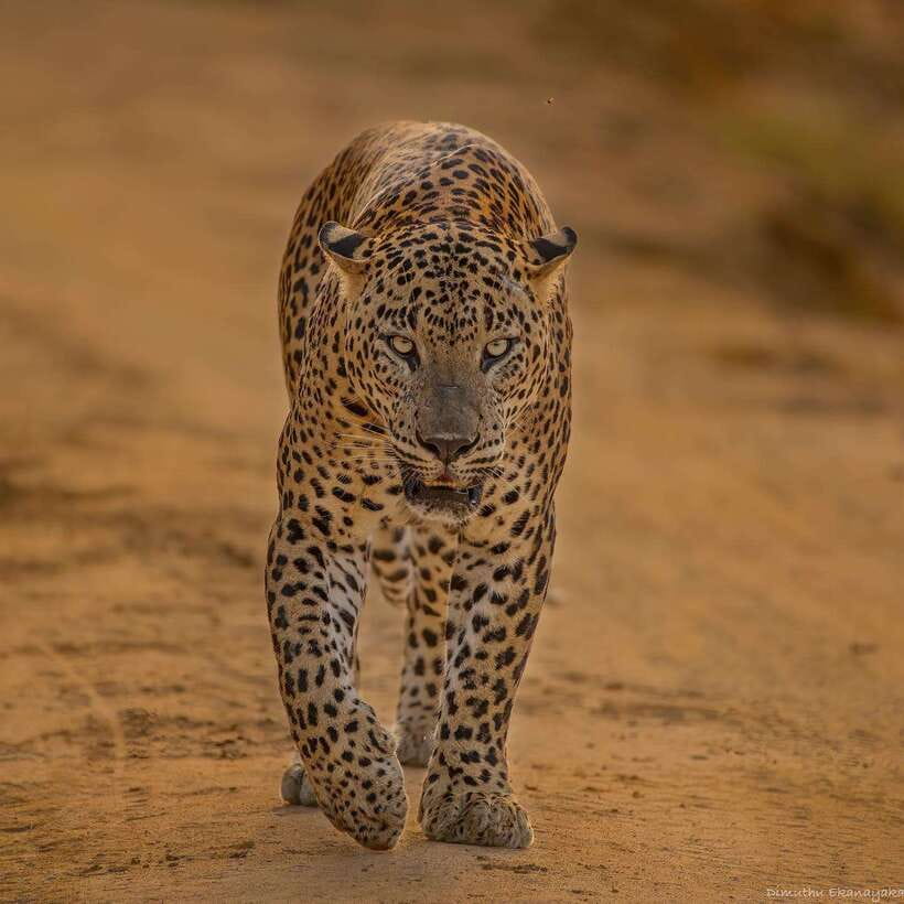 Yala National Park: 7 hours or 12 hours Leopard Wild Safari - What the jeep ride is really like