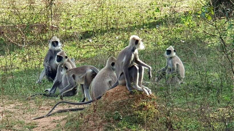 Yala National Park: 7 hours or 12 hours Leopard Wild Safari - Following the route into Yala